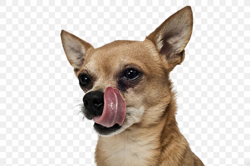 Chihuahua Puppy Stock Photography, PNG, 1024x683px, Chihuahua, Alamy, Carnivoran, Companion Dog, Corgi Chihuahua Download Free