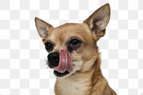 Dog,puppy,pet,animal - Chihuahua Puppy Stock Photography PNG