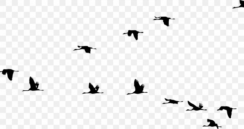 Crane Bird Flight Clip Art Vector Graphics, PNG, 1415x750px, Crane, Animal, Animal Migration, Beak, Bird Download Free