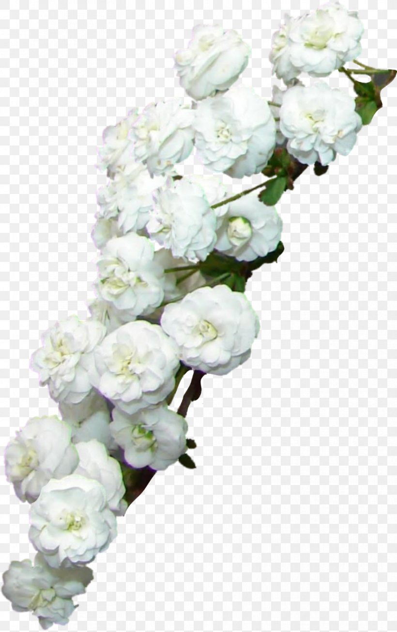 Flower Photography Clip Art, PNG, 881x1401px, Flower, Animation ...