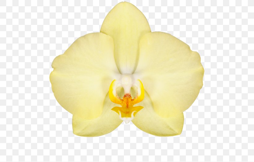 Moth Orchids Cut Flowers Denim, PNG, 581x521px, Moth Orchids, Blue, Cattleya, Color, Cut Flowers Download Free