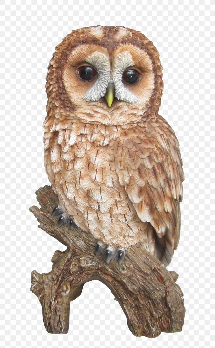 Tawny Owl Barn Owl Barred Owl Clip Art, PNG, 1479x2396px, Tawny Owl, Animal, Barn Owl, Barred Owl, Beak Download Free