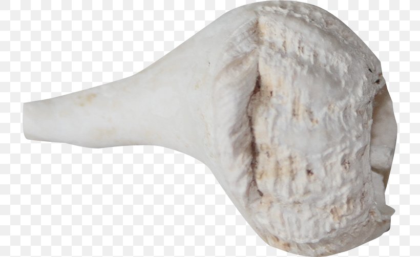 Conch Seashell, PNG, 732x502px, Conch, Bone, Gratis, Jaw, Sea Snail Download Free