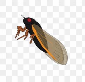 Insect - Insect Butterfly True Bugs Cicadoidea Arthropod PNG