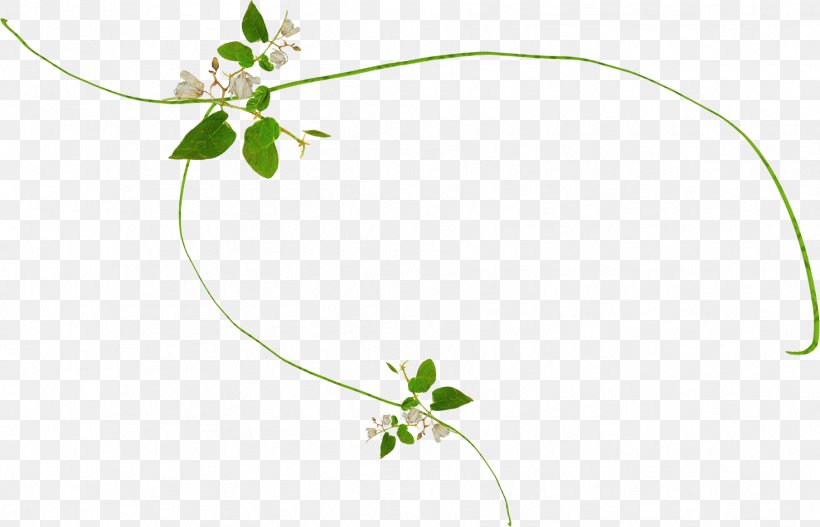 Twig Plant Stem Leaf Flower Herb, PNG, 1809x1163px, Twig, Branch, Flora, Flower, Grass Download Free