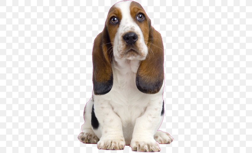 Basset Hound Puppy Bichon Frise Beagle Bull Terrier, PNG, 500x500px, Basset Hound, Basset Fauve De Bretagne, Beagle, Bichon Frise, Breed Download Free