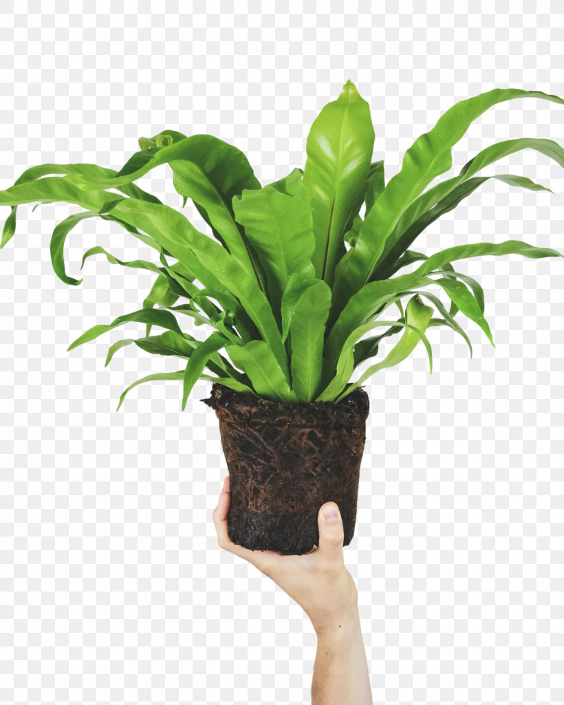 Fern, PNG, 1200x1500px, Leaf, Aerial Root, Fern, Flowerpot, Green Download Free