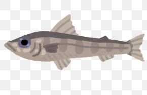 Fish - Gray Fish Illustration PNG