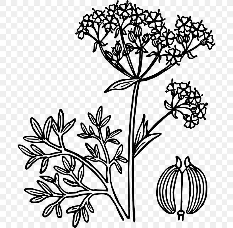 Star Anise Clip Art, PNG, 696x800px, Anise, Art, Black And White, Branch, Cut Flowers Download Free