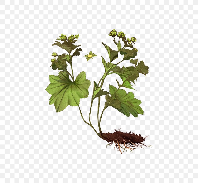 Alchemilla Vulgaris Leaf Plant Stem Alchemy Herb, PNG, 472x760px, Alchemilla Vulgaris, Alchemy, Binomial Nomenclature, Branch, Cuff Download Free