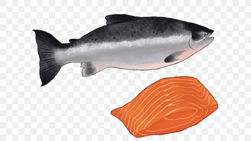 Coho Salmon Fish Products Salmon As Food Oily Fish, PNG, 1200x675px, Coho Salmon, Biology, Bony Fish, Coho, Fin Download Free