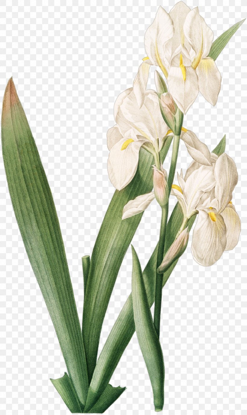 Irises Iris Florentina Iris Croatica 百合圣经 Redouté Lilies: 50 Selections, PNG, 1964x3300px, Irises, Cut Flowers, Floral Design, Floristry, Flower Download Free