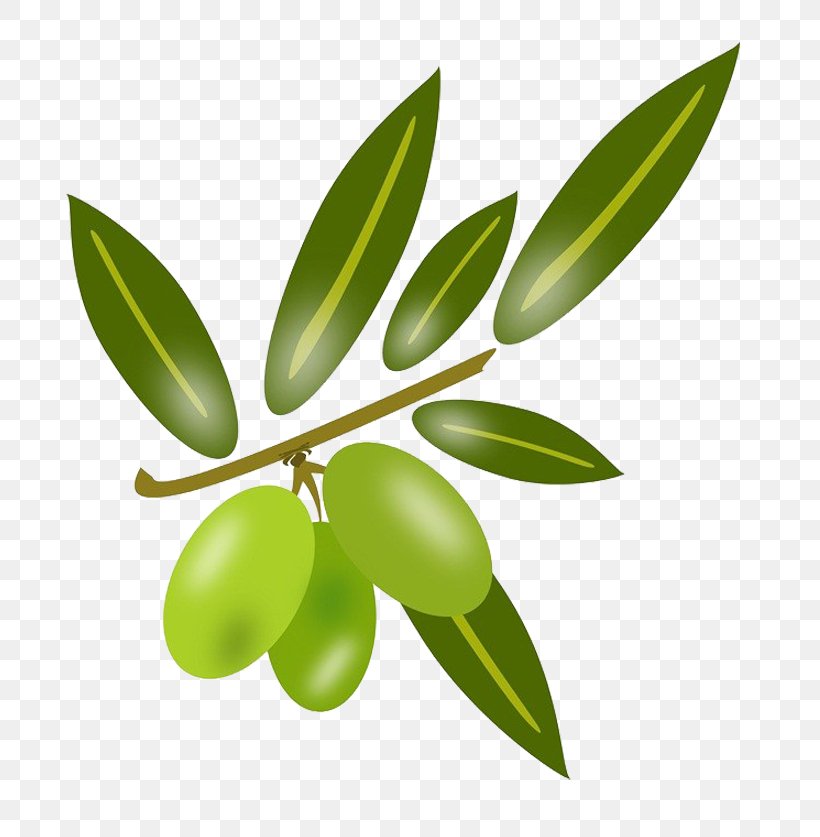 Olive Leaf Olive Oil Cooking Oil, PNG, 703x837px, Olive Leaf, Branch, Cooking Oil, Drawing, Extract Download Free