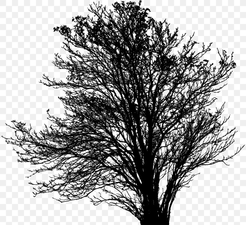 Pine Tree Silhouette, PNG, 812x750px, Twig, American Larch, Autumn, Black And White, Blackandwhite Download Free