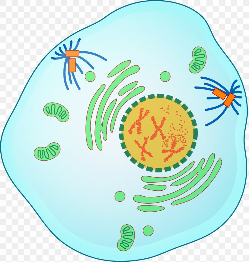 Prophase Mitosis Prometaphase Meiosis, PNG, 2000x2105px, Prophase, Anaphase, Area, Cell, Cell Cycle Download Free