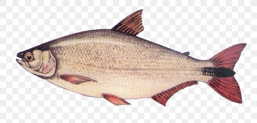 Salmon Fish Products Northern Red Snapper Oily Fish Fauna, PNG, 868x416px, Salmon, Animal Source Foods, Barramundi, Bony Fish, Common Rudd Download Free