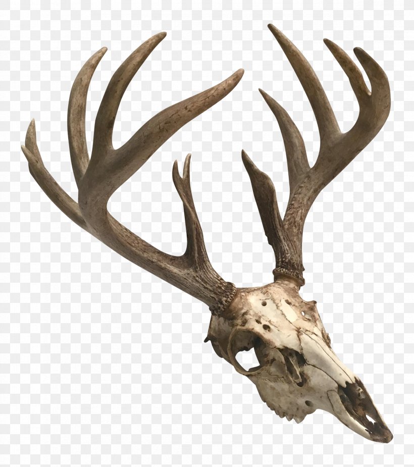 Antler Deer Moose Skull Elk, PNG, 2372x2677px, Antler, Anatomy, Bone, Deer, Elk Download Free