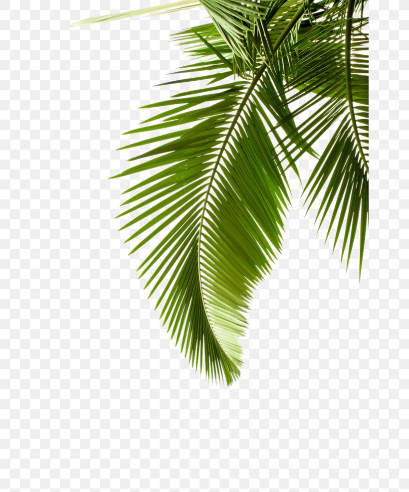 Arecaceae Leaf Tree Stock Photography Plant, PNG, 658x987px, Arecaceae, Arecales, Black And White, Branch, Coconut Download Free