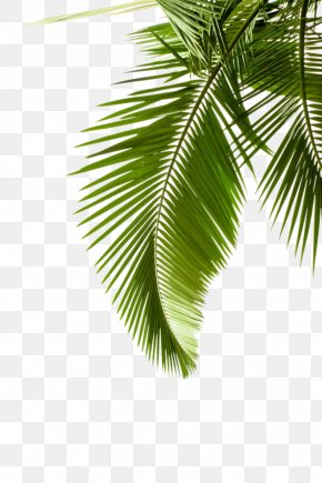 Coconut Tree Leaves Images, Coconut Tree Leaves Transparent PNG, Free ...