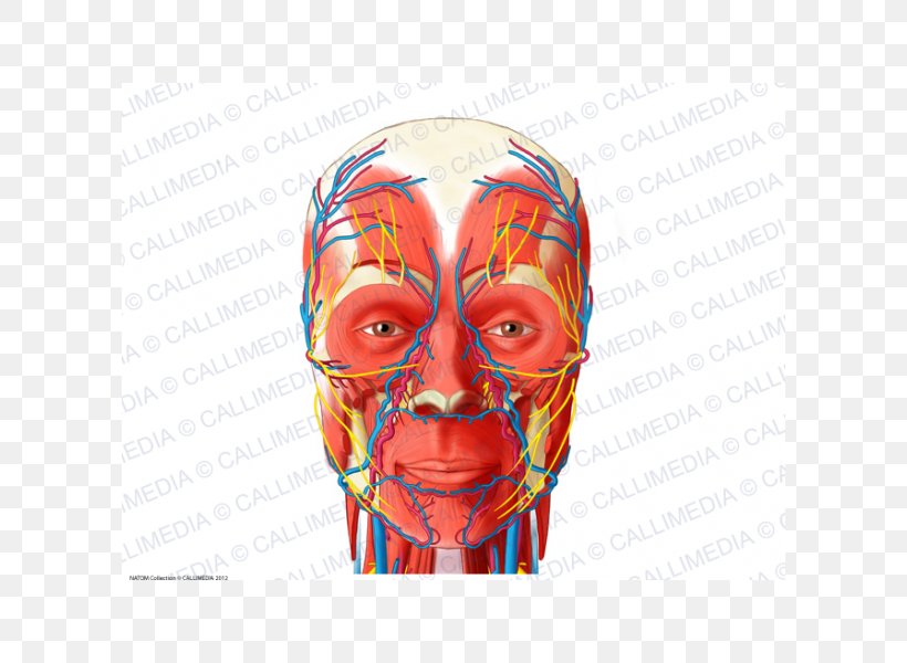 Head And Neck Anatomy Blood Vessel Human Body Anterior Triangle Of The Neck, PNG, 600x600px, Head And Neck Anatomy, Anatomy, Anterior Triangle Of The Neck, Artery, Blood Download Free
