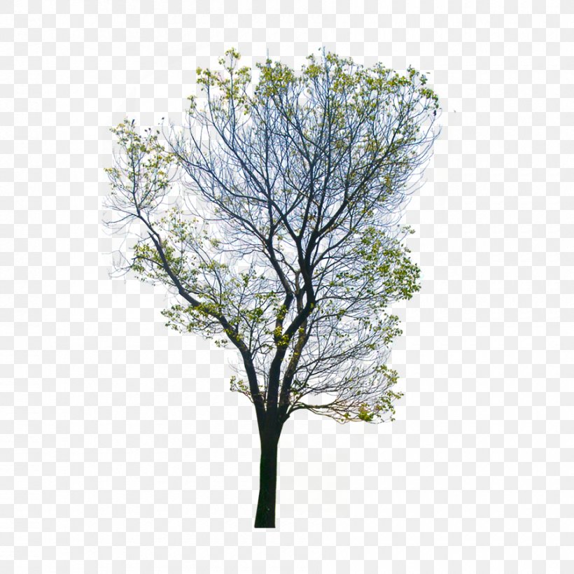 Clip Art Vector Graphics Image Desktop Wallpaper, PNG, 900x900px, Stock Photography, Branch, Leaf, Plant, Tree Download Free