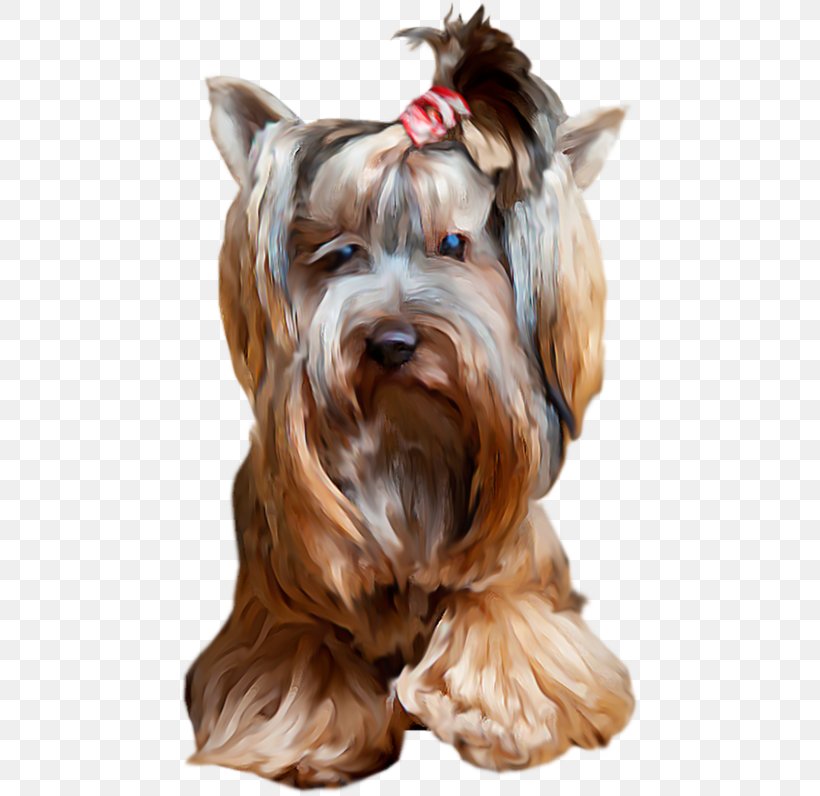 Yorkshire Terrier Miniature Schnauzer Dog Breed Companion Dog Puppy, PNG, 464x796px, 2016, Yorkshire Terrier, Animal, Breed, Carnivoran Download Free