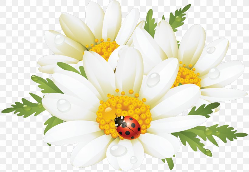 Flower Common Daisy Clip Art, PNG, 1280x884px, Watercolor, Cartoon, Flower, Frame, Heart Download Free