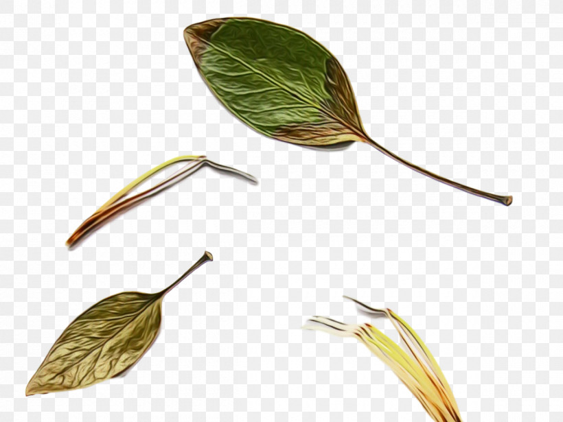 Leaf Plant Stem Plants Science Plant Structure, PNG, 1200x900px, Watercolor, Biology, Leaf, Paint, Plant Stem Download Free
