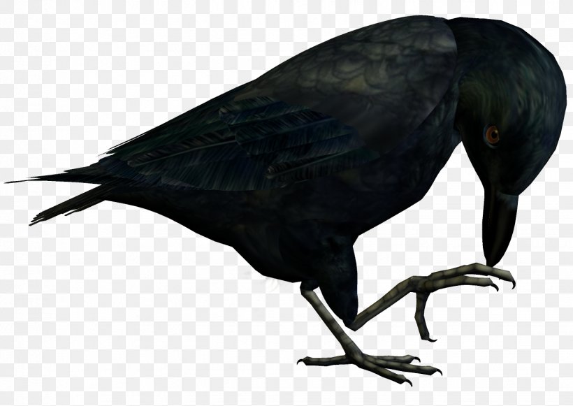 New Caledonian Crow American Crow Rook Bird, PNG, 1442x1023px, New Caledonian Crow, American Crow, Animal, Beak, Bird Download Free
