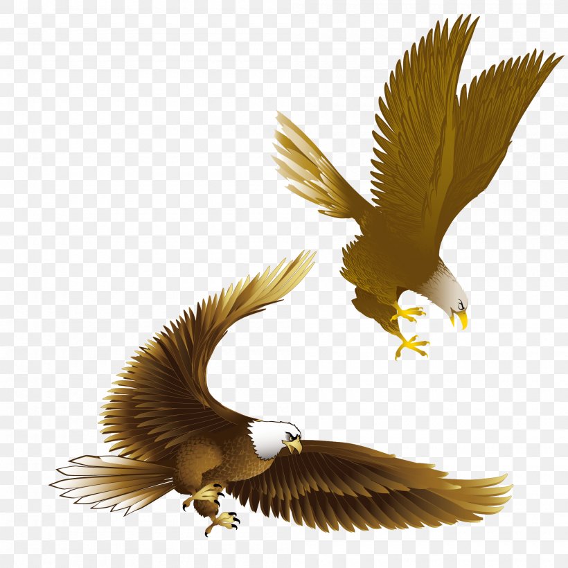Bald Eagle Drawing Clip Art, PNG, 2000x2000px, Bald Eagle, Accipitriformes, Beak, Bird, Bird Of Prey Download Free