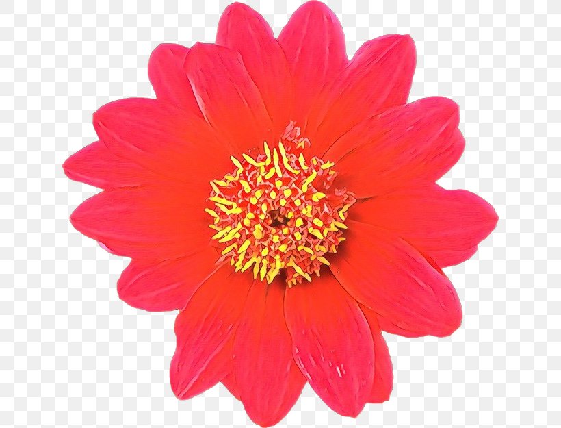 Flower Flowering Plant Petal Barberton Daisy Gerbera, PNG, 640x625px, Cartoon, Barberton Daisy, Cut Flowers, Flower, Flowering Plant Download Free
