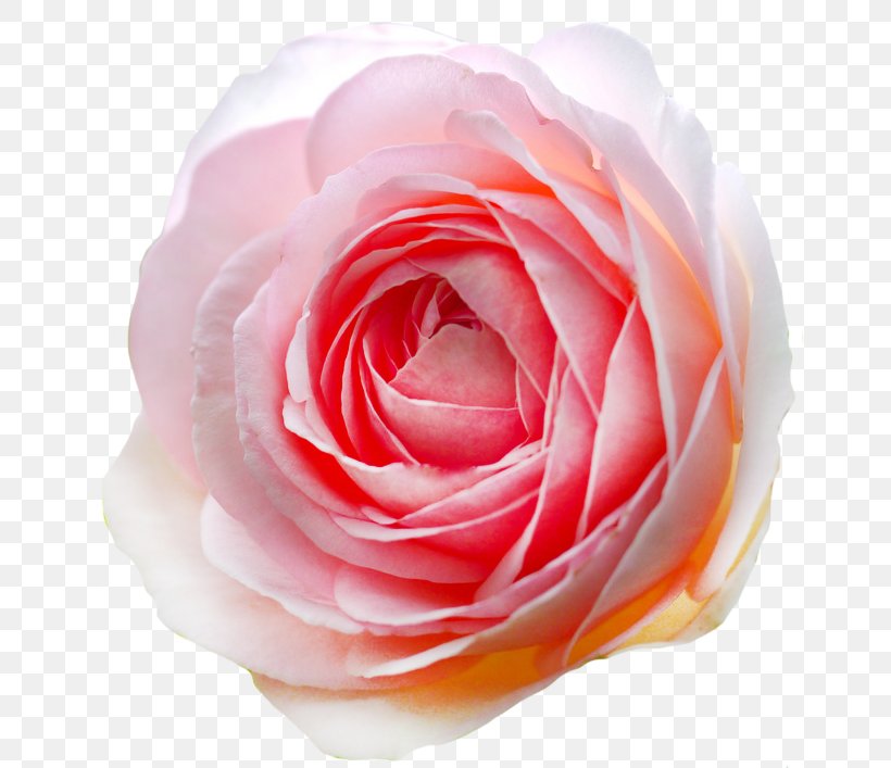 Garden Roses Cabbage Rose Floribunda Cut Flowers Petal, PNG, 672x707px, Garden Roses, Cabbage Rose, Camellia, Close Up, Closeup Download Free