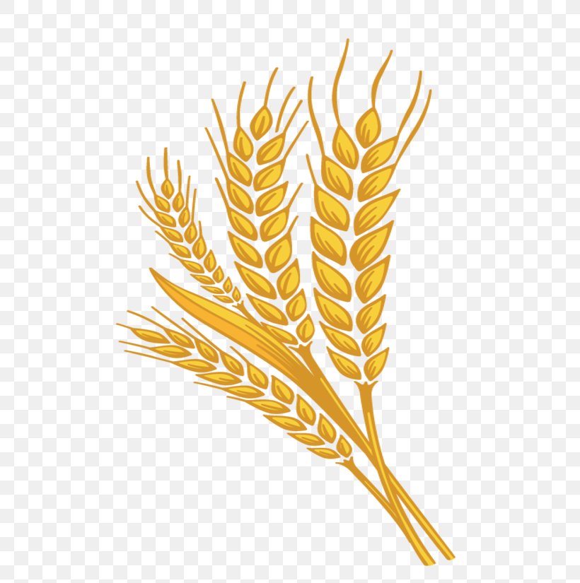 Grasses Font Plant Stem Line Grain, PNG, 815x825px, Grasses, Grain, Grass Family, Leaf, Plant Download Free
