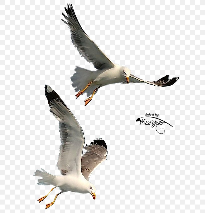 Bird Photography Gulls, PNG, 663x854px, Bird, Animal Migration, Beak, Bird Migration, Charadriiformes Download Free