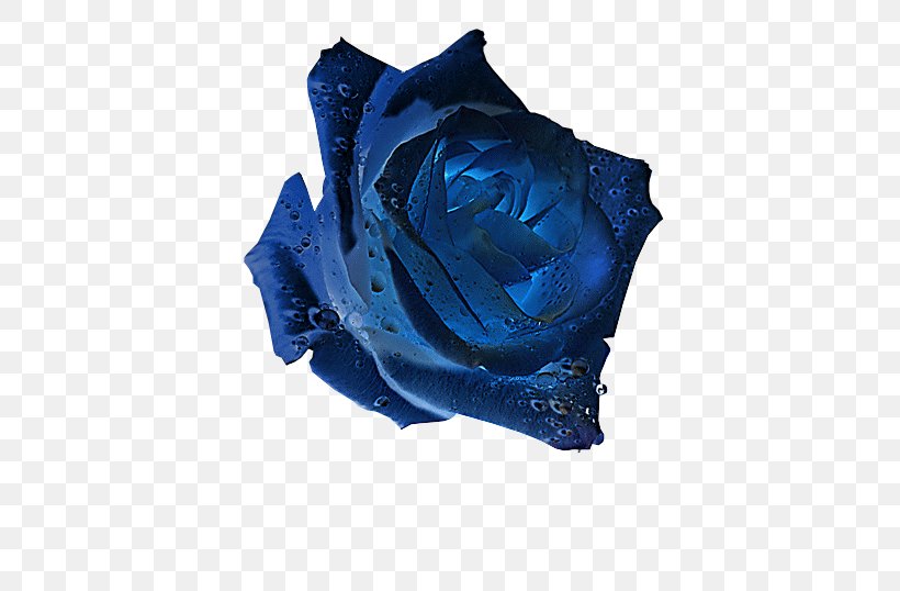 Blue Rose Garden Roses Flower, PNG, 480x538px, Blue Rose, Biscuits, Blue, Cobalt Blue, Electric Blue Download Free