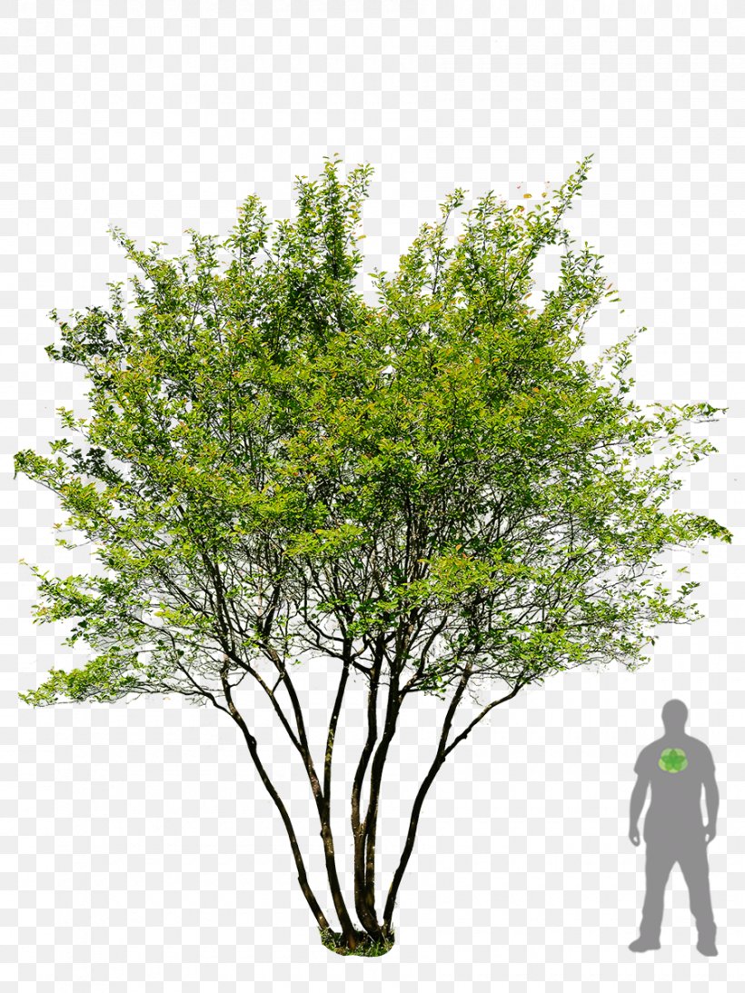English Oak Tree Prunus Serrulata Garden Landscaping, PNG, 900x1200px, English Oak, Branch, Flora, Garden, Grass Download Free
