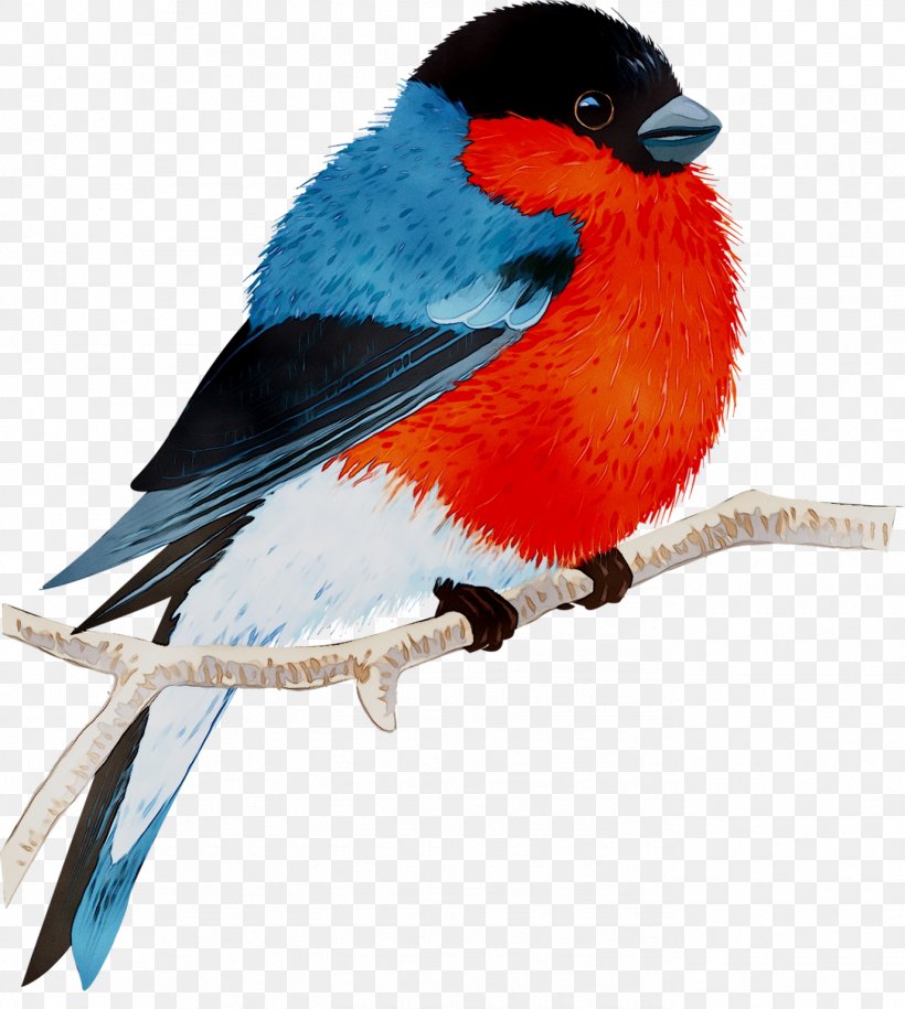 Finches Beak Feather Bluebird Systems Inc., PNG, 1376x1536px, Finches, Beak, Bird, Bluebird, Bluebird Systems Inc Download Free