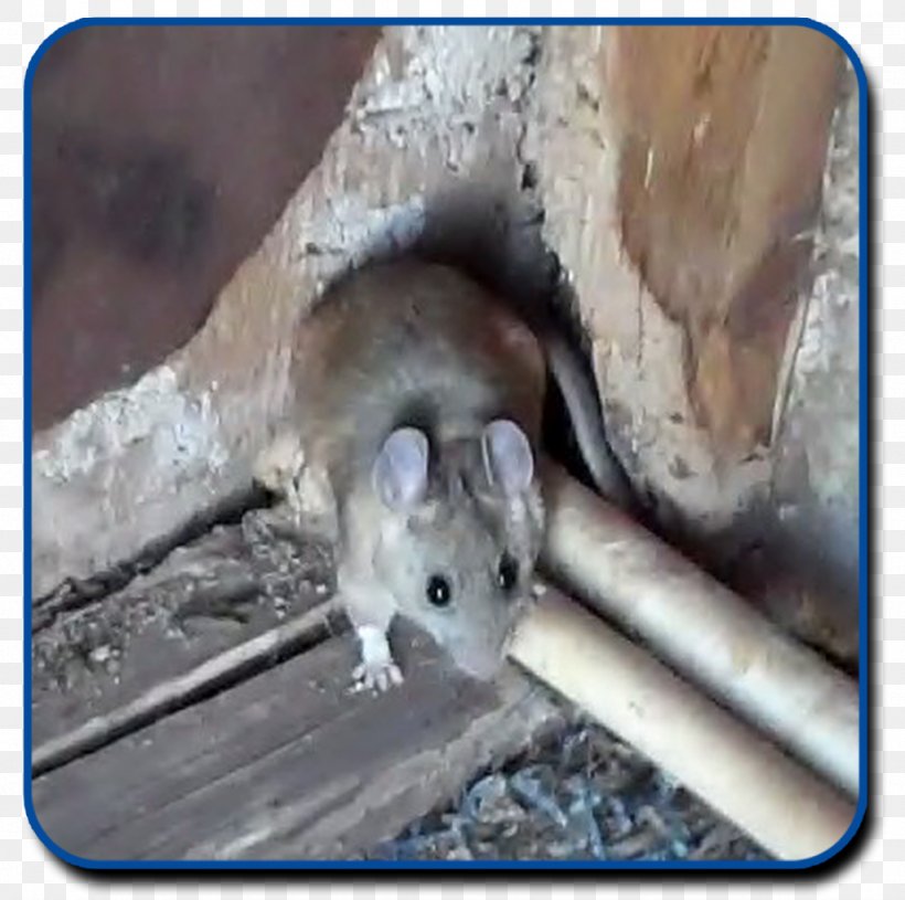 Gerbil Rodent Mouse Pack Rat Black Rat, PNG, 1024x1018px, Gerbil, Animal, Bed Bug, Black Rat, Degu Download Free