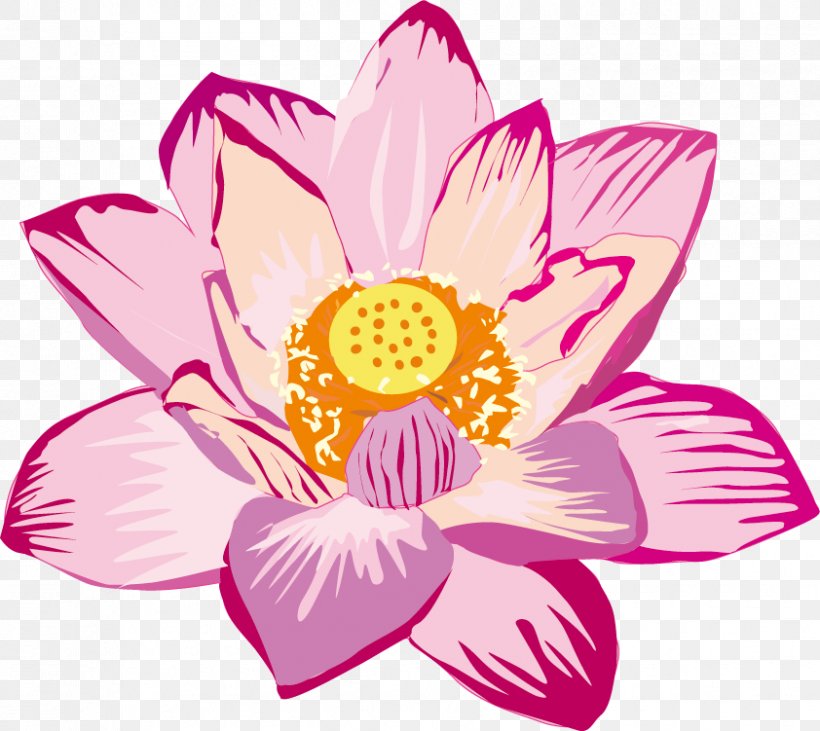 Nelumbo Nucifera Pygmy Water-lily 瓜破斎場 Flower Clip Art, PNG, 842x751px, Nelumbo Nucifera, Aquatic Plant, Aquatic Plants, Cut Flowers, Dahlia Download Free