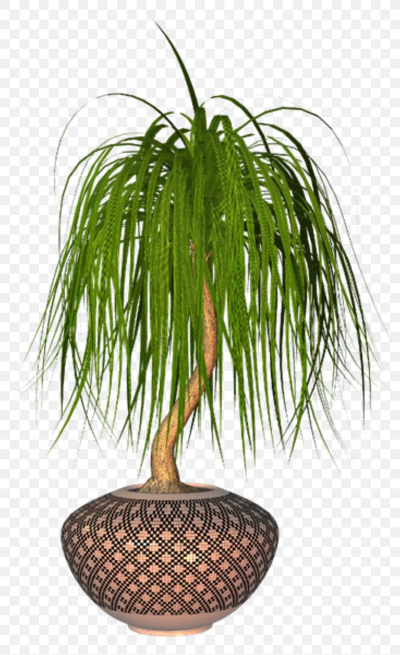 Palm Tree, PNG, 800x1341px, Plant, Arecales, Flower, Flowerpot, Grass Download Free