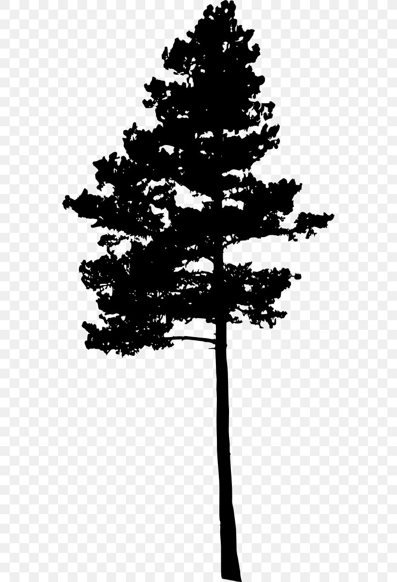 Pine Tree Fir Conifers Spruce, PNG, 563x1200px, Pine, Black And White, Branch, Christmas Tree, Conifer Download Free