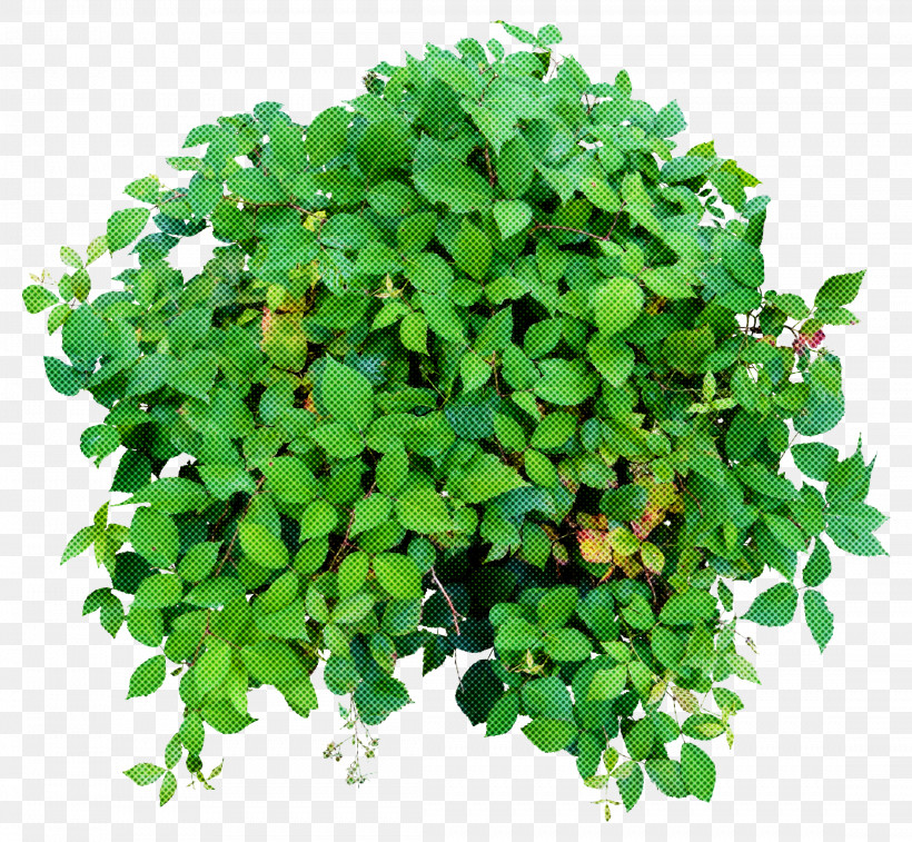 Plant Green Flower Leaf Grass, PNG, 2214x2044px, Plant, Annual Plant, Clover, Flower, Grass Download Free