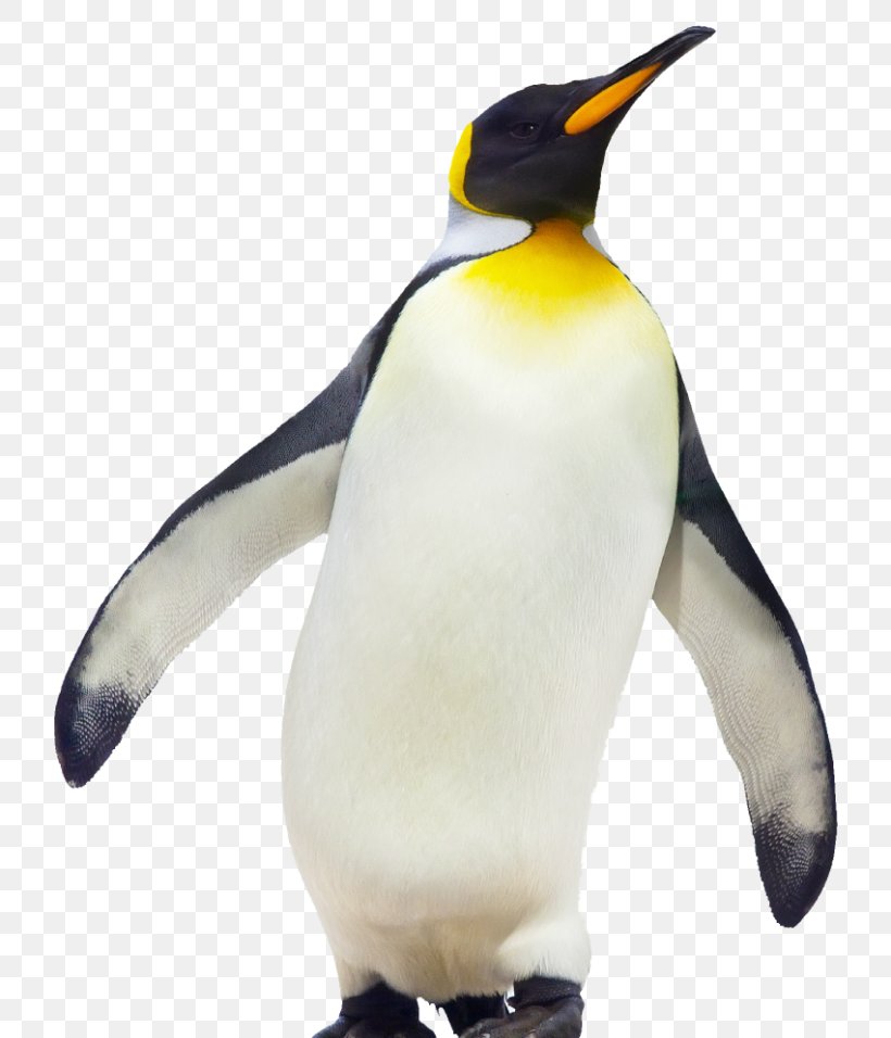 The Emperor Penguin Bird Gentoo Penguin, PNG, 768x956px, Penguin, Animal Figure, Beak, Bird, Eastern Rockhopper Penguin Download Free