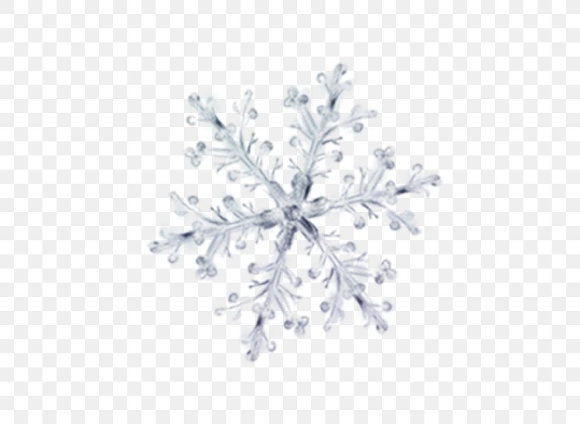 Winter Petal Ice Pattern, PNG, 600x600px, Winter, Black And White, Flower, Ice, Leaf Download Free