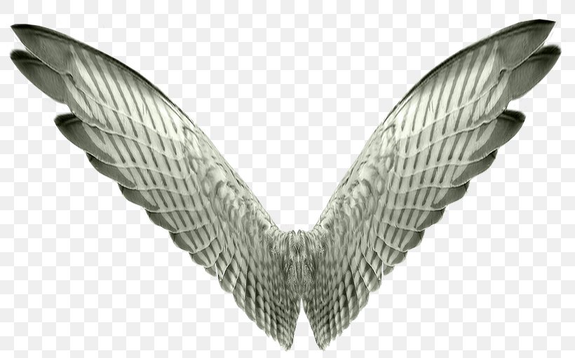 Bird Wing, PNG, 800x511px, Bird, Angel Wing, Black And White, Digital Image, Feather Download Free