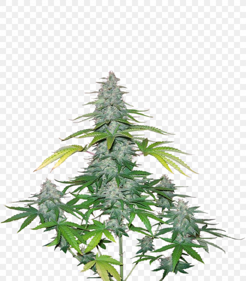 Cannabis Tree, PNG, 1400x1600px, Cannabis, Hemp, Hemp Family, Plant, Tree Download Free