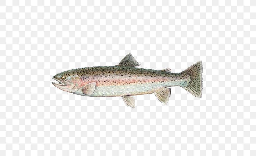 Round Valley Reservoir Polyploid Rainbow Trout Chinook Salmon, PNG, 500x500px, Polyploid, Anchovy, Animal, Bonito, Bony Fish Download Free