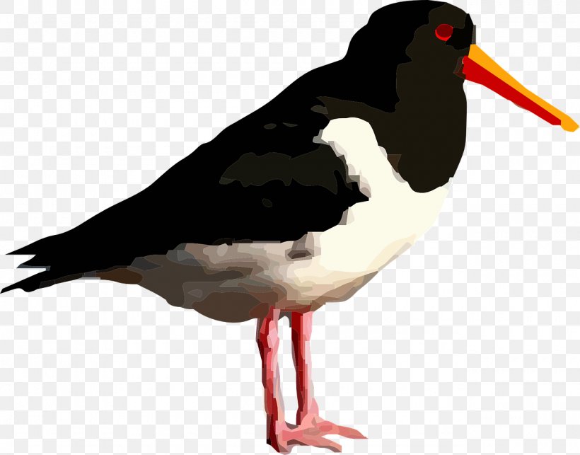 Bird Wader Clip Art, PNG, 1280x1005px, Bird, Beak, Charadriiformes, Haematopus, Oystercatcher Download Free