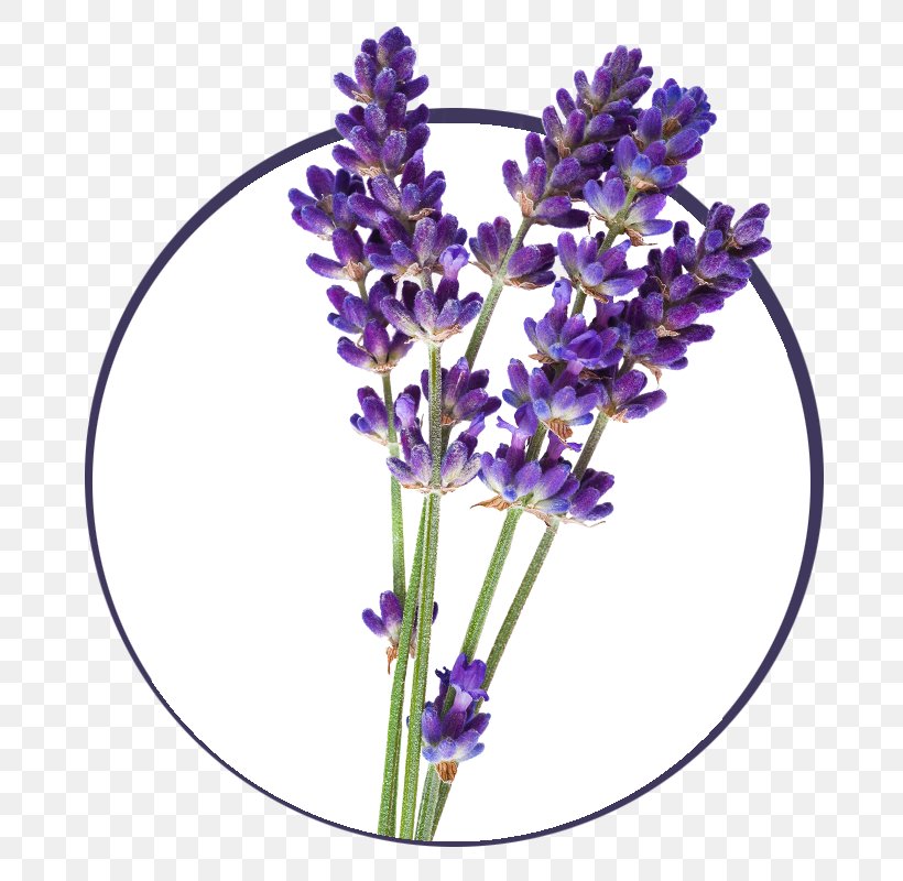 English Lavender Lavender Oil Essential Oil Clip Art French Lavender, PNG, 800x800px, English Lavender, Aromatherapy, Cut Flowers, Delphinium, Essential Oil Download Free