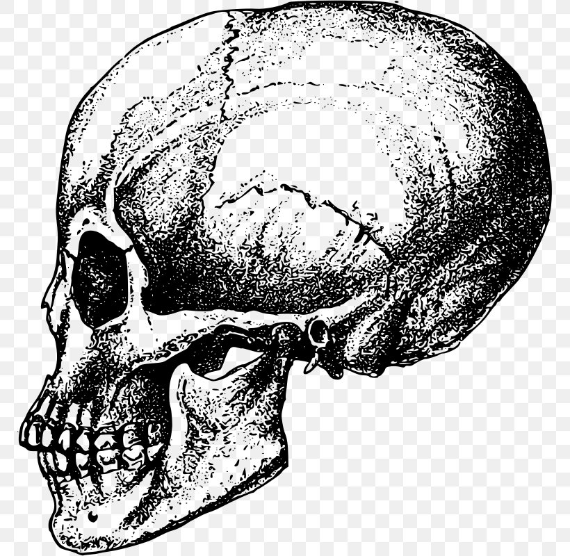 Human Skull Bone Skeleton Anatomy, PNG, 769x800px, Skull, Anatomy, Black And White, Bone, Drawing Download Free